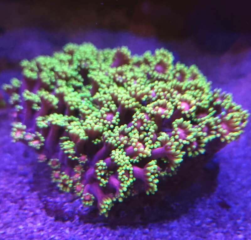 Goniopora Hellfire Muttertier